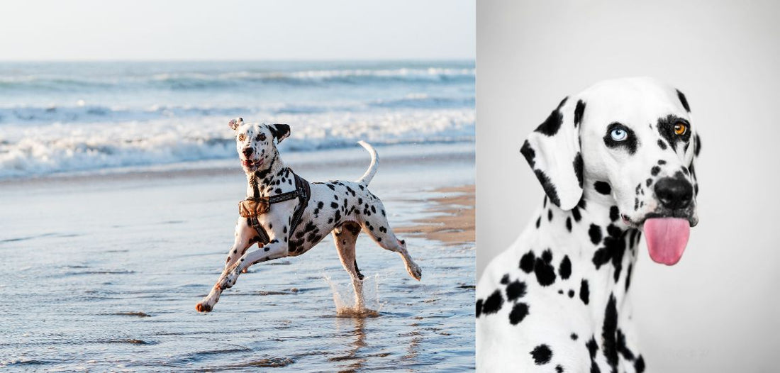 Celebrating Dalmatians: The Perfect Addition to Your Home Decor