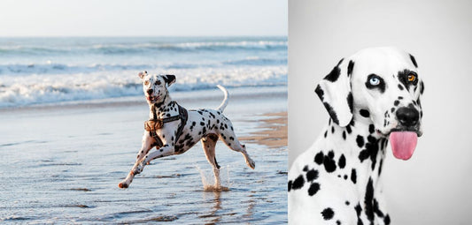 Celebrating Dalmatians: The Perfect Addition to Your Home Decor