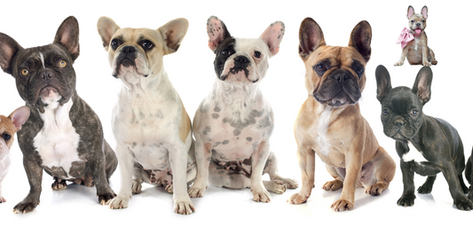 Celebrate the French Bulldog with Custom Metal Art from Metal Dogs