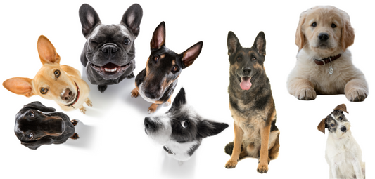 What is the Most Popular Dog Breed?