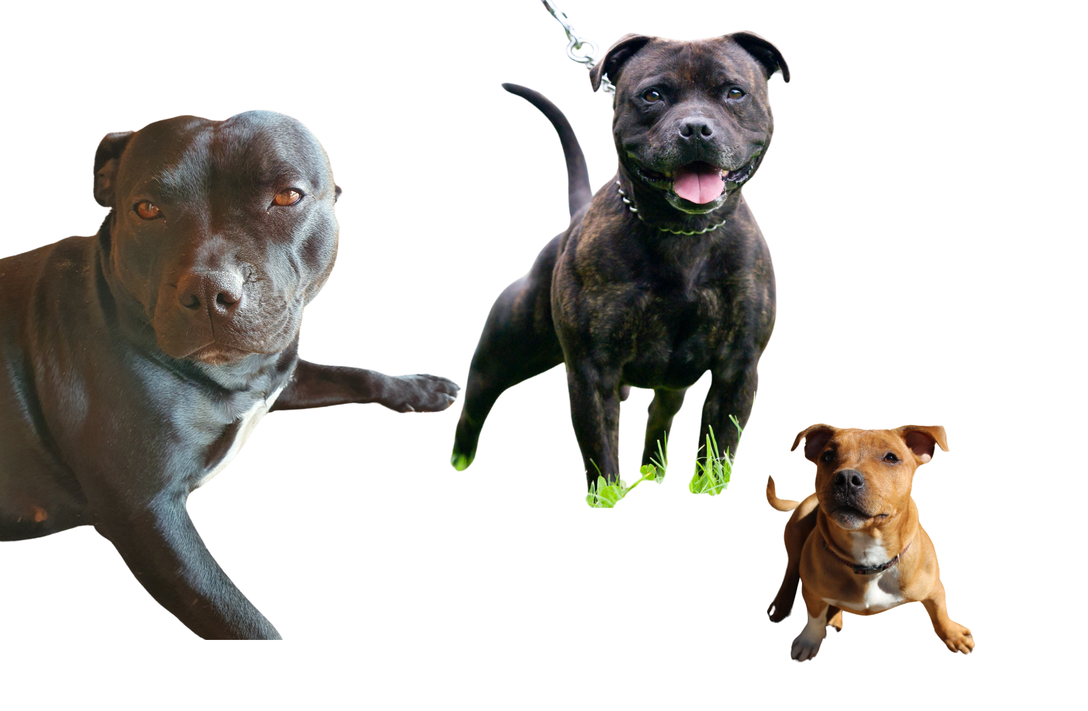 Staffy Collection | Metal Dogs